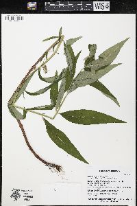 Lysimachia thyrsiflora image