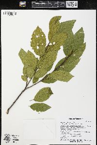 Rhamnus alnifolia image