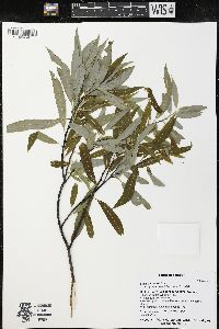 Salix petiolaris image