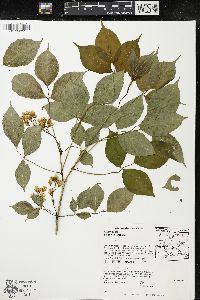 Staphylea trifolia image