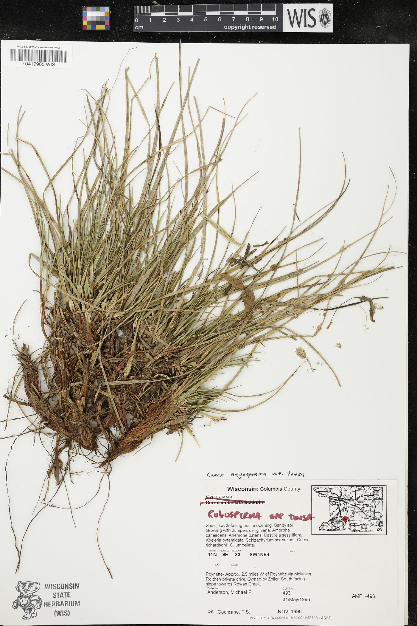 Carex rugosperma var. tonsa image