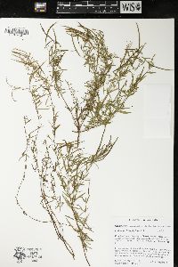 Epilobium leptophyllum image