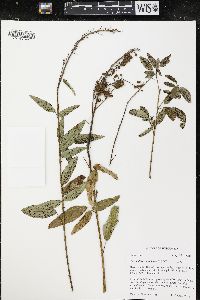 Desmodium canadense image