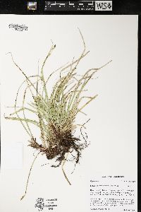 Carex pedunculata image