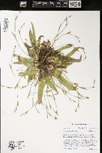 Carex platyphylla image