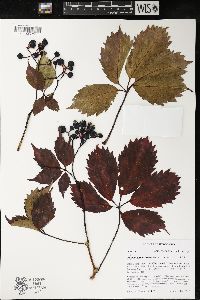 Parthenocissus inserta image