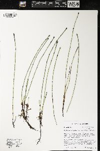 Equisetum variegatum image