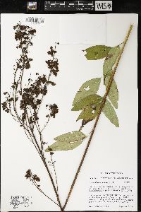 Desmodium canadense image