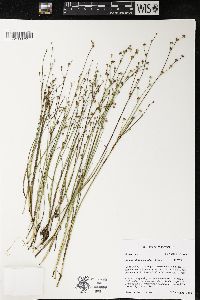 Juncus alpinoarticulatus image