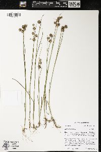 Juncus nodosus image