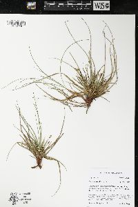 Carex tonsa image