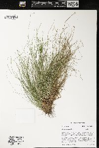 Carex eburnea image