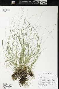 Carex trisperma image