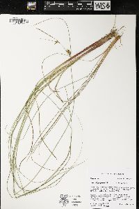 Carex oligosperma image