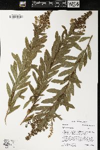 Spiraea alba image