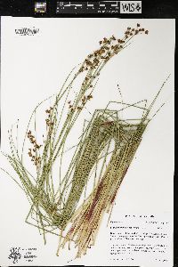 Cladium mariscoides image