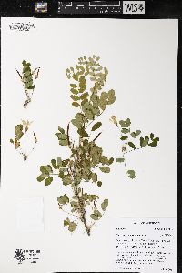 Caragana arborescens image