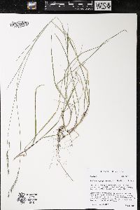 Schizachne purpurascens image