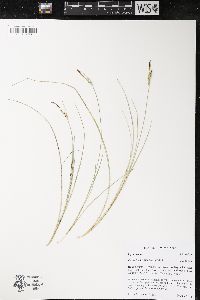 Carex livida image