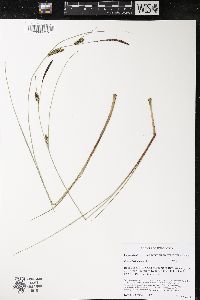 Carex lasiocarpa image