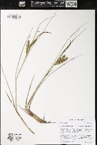 Carex rostrata image