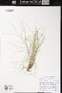 Carex trisperma image