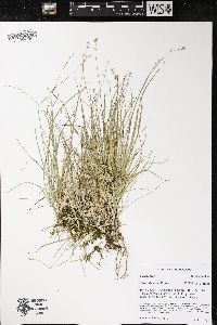 Carex disperma image