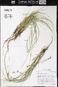 Carex brevior image