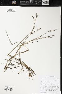 Juncus brevicaudatus image