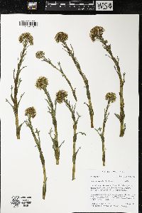 Petasites frigidus image
