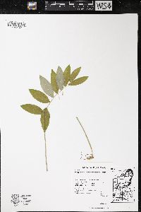 Polygonatum pubescens image