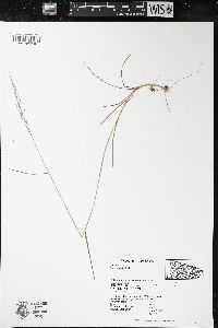 Poa nemoralis image