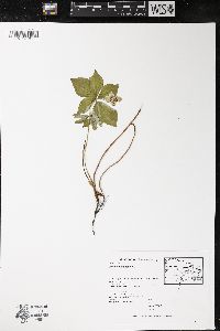 Cornus canadensis image