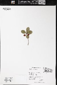 Gaultheria procumbens image