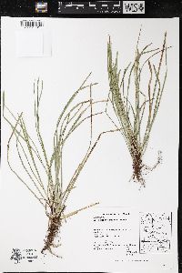 Carex pedunculata image