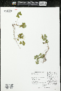 Oxalis montana image