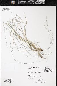 Poa nemoralis image