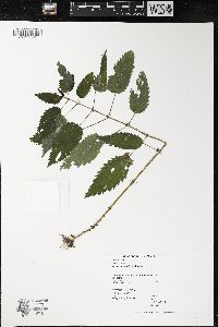 Urtica gracilis image