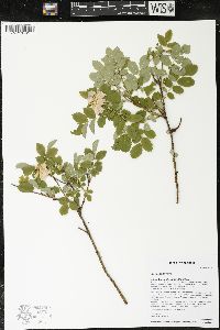 Rosa acicularis image