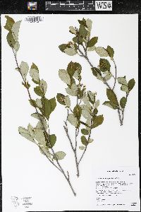 Aronia melanocarpa image