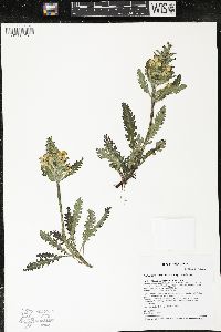 Pedicularis canadensis subsp. canadensis image