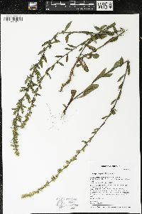 Solidago hispida image