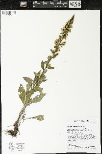 Solidago hispida image