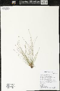 Eleocharis ovata image