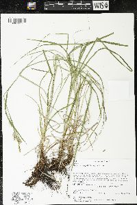 Carex sprengelii image