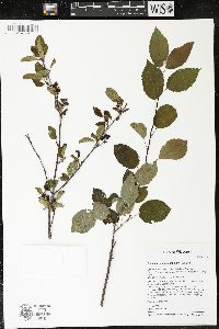 Amelanchier spicata image