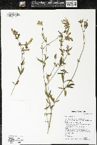 Silene latifolia image