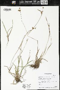 Luzula bulbosa image