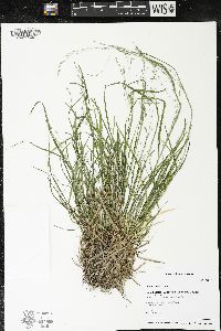 Poa alsodes image