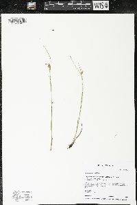 Juncus articulatus image